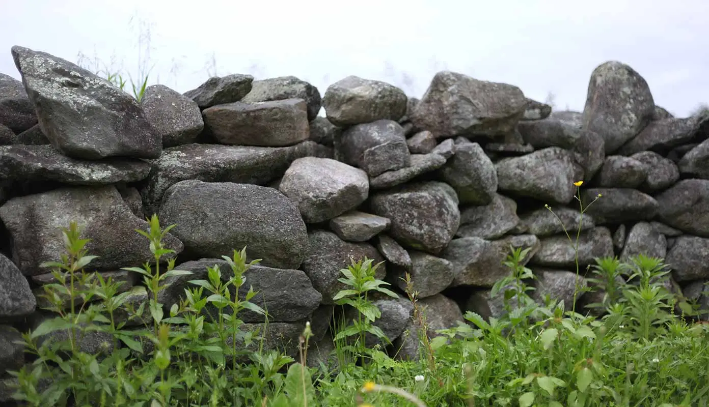 Rustic stone wall made of stacked, lichen-covered rocks, with green plants and a small yellow wildflower in front.